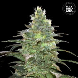 BLUEBERRY BERRY · Bulk Seed Bank · cannabis samen · Fem