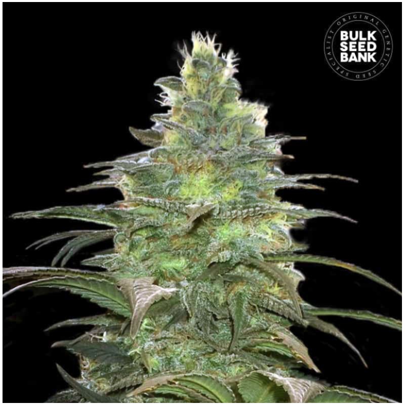 BLUEBERRY BERRY · Bulk Seed Bank · cannabis samen · Fem