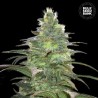 BLUEBERRY BERRY · Bulk Seed Bank · cannabis seeds · Fem