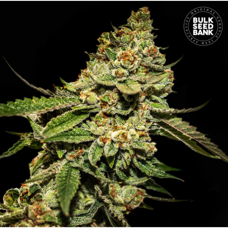 BRUCE BANNER 5 · Bulk Seed Bank · cannabis samen · Fem