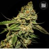 BRUCE BANNER 5 · Bulk Seed Bank · semi di canapa · Fem