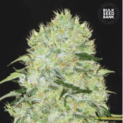BUBBLEGUM EXTRA · Bulk Seed Bank · semi di canapa · Fem