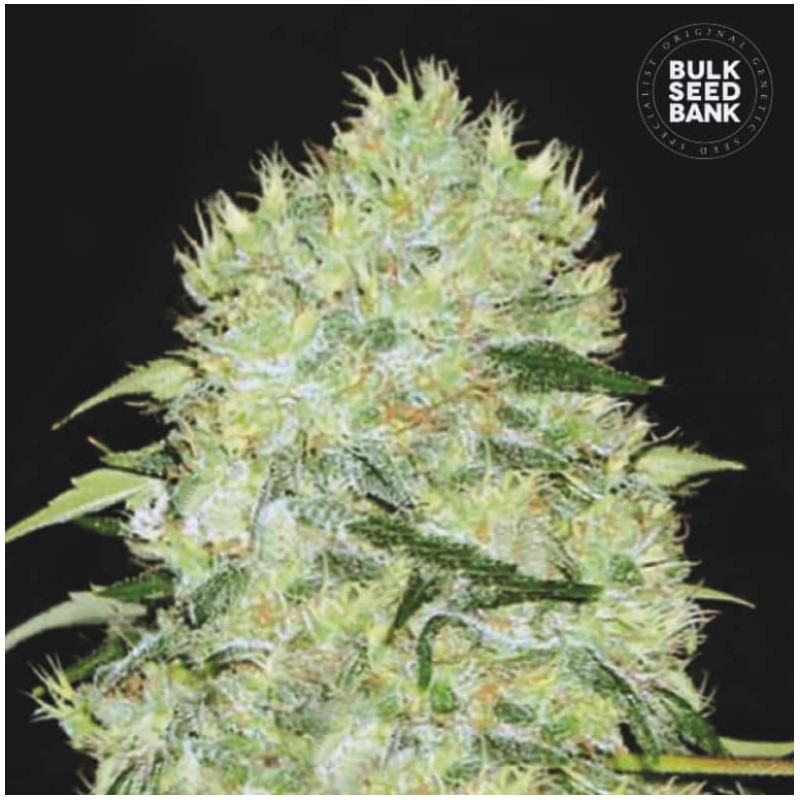 BUBBLEGUM EXTRA · Bulk Seed Bank · semi di canapa · Fem