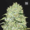 BUBBLEGUM EXTRA · Bulk Seed Bank · kenevir tohum · Fem