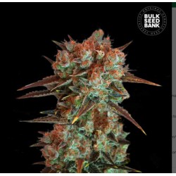 CARAMEL KING · Bulk Seed Bank · cannabis samen · Fem