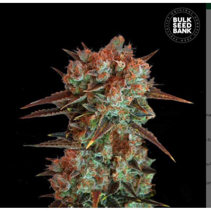 CARAMEL KING · Bulk Seed Bank · cannabis seeds · Fem