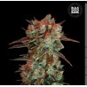 CARAMEL KING · Bulk Seed Bank · semi di canapa · Fem