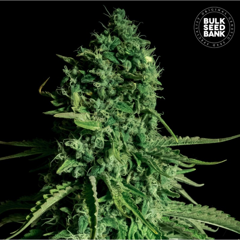 CBD CHEESE · Bulk Seed Bank · semi di canapa · Fem