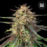 CBD AUTO GUERILLA GLUE · Bulk Seed Bank · semi di canapa · Auto Fem
