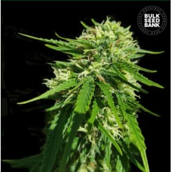 CBD GOOD WILD SHARK · Bulk Seed Bank · cannabis samen · Fem