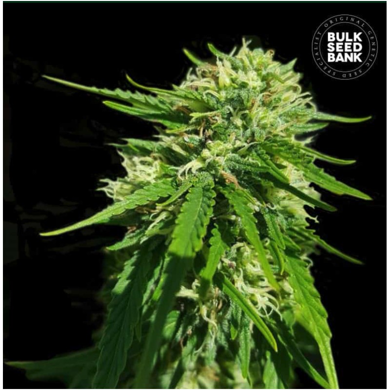 CBD GOOD WILD SHARK · Bulk Seed Bank · semi di canapa · Fem