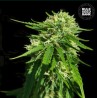 CBD GOOD WILD SHARK · Bulk Seed Bank · semi di canapa · Fem