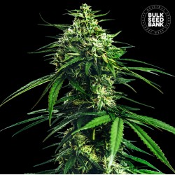 CBD INDICA KING · Bulk Seed Bank · kenevir tohum · Fem