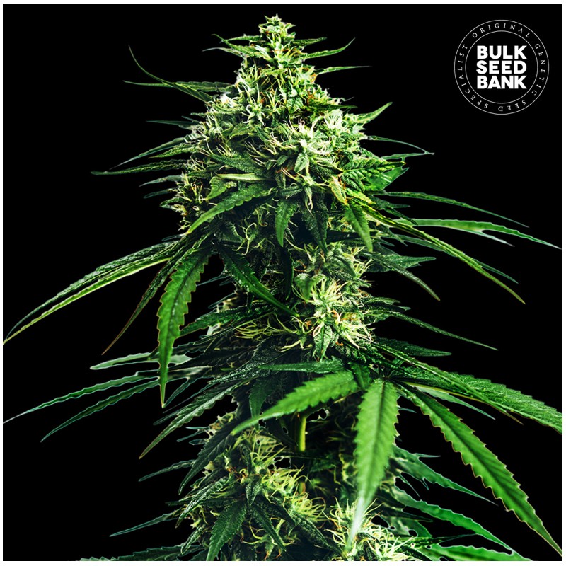 CBD INDICA KING · Bulk Seed Bank · semi di canapa · Fem