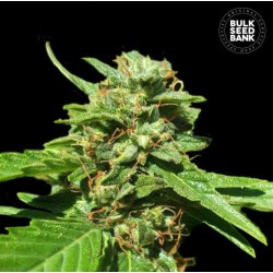 CBD NEPAL GOLD · Bulk Seed Bank · cannabis samen · Fem