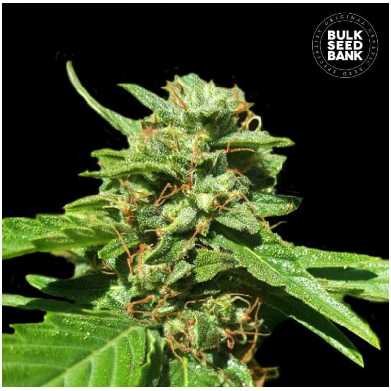 CBD NEPAL GOLD · Bulk Seed Bank · sementes de maconha · Fem