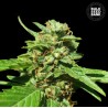 CBD NEPAL GOLD · Bulk Seed Bank · cannabis samen · Fem