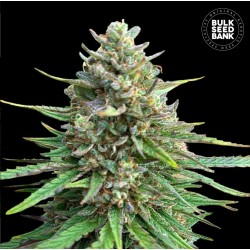 CBD SATIVA KING · Bulk Seed Bank · cannabis seeds · Fem