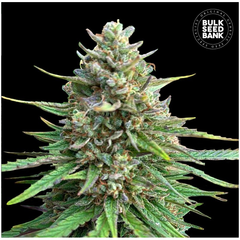CBD SATIVA KING · Bulk Seed Bank · sementes de maconha · Fem