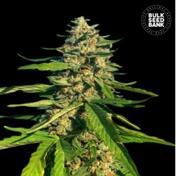 CBG CRITICAL MASS · Bulk Seed Bank · cannabis samen · Fem