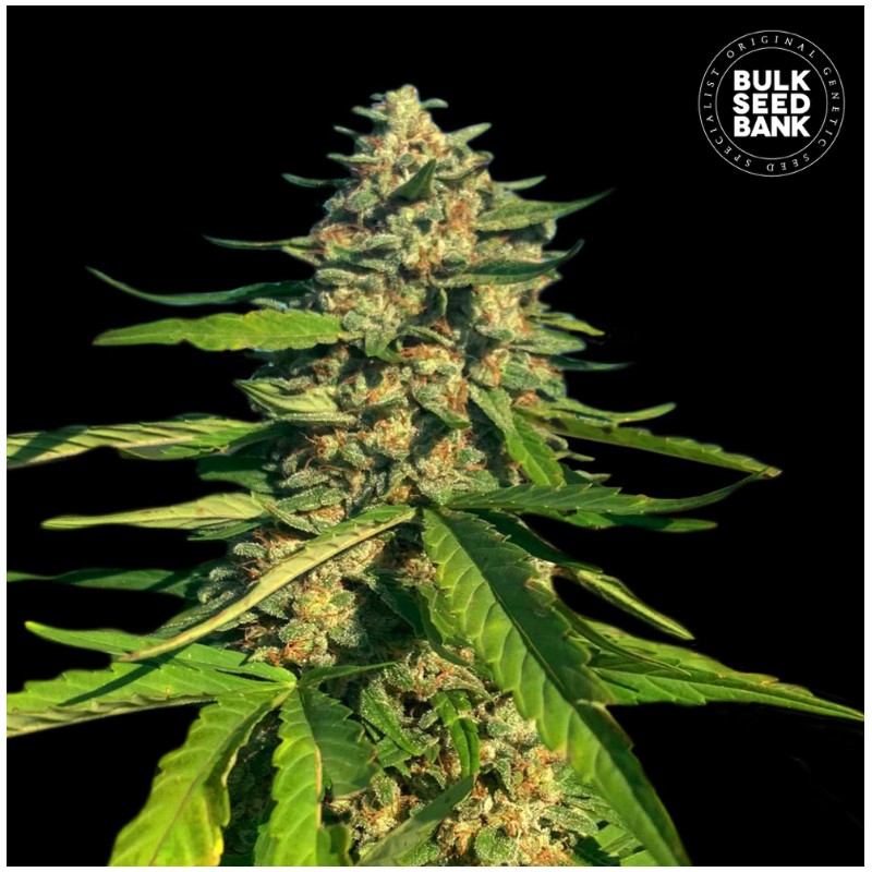 CBG CRITICAL MASS · Bulk Seed Bank · semi di canapa · Fem