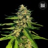 CBG CRITICAL MASS · Bulk Seed Bank · kenevir tohum · Fem