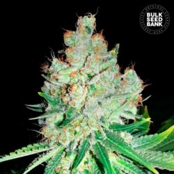 CHEESE · Bulk Seed Bank · cannabis seeds · Fem