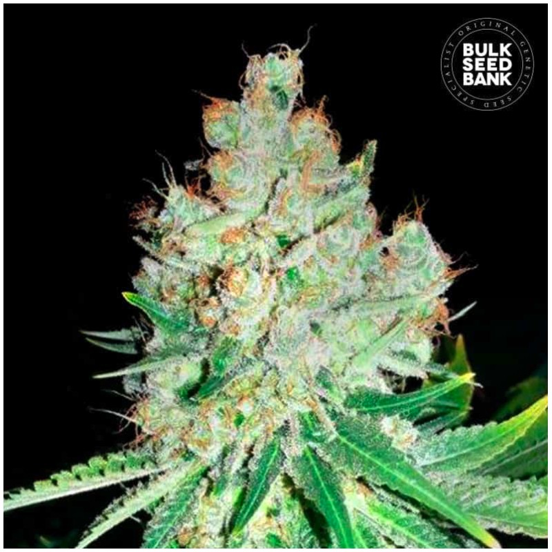 CHEESE · Bulk Seed Bank · semi di canapa · Fem