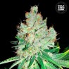 CHEESE · Bulk Seed Bank · cannabis seeds · Fem