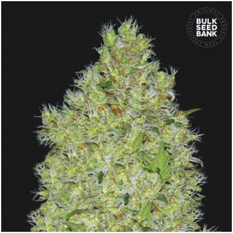 CHRONICAL · Bulk Seed Bank · semi di canapa · Fem
