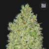 CHRONICAL · Bulk Seed Bank · semi di canapa · Fem