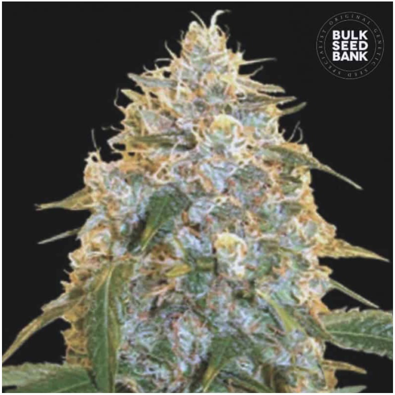 COCOPOPO · Bulk Seed Bank · sementes de maconha · Fem