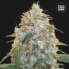 COCOPOPO · Bulk Seed Bank · sementes de maconha · Fem
