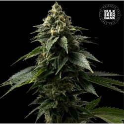 COFFE ROCKET · Bulk Seed Bank · kenevir tohum · Fem