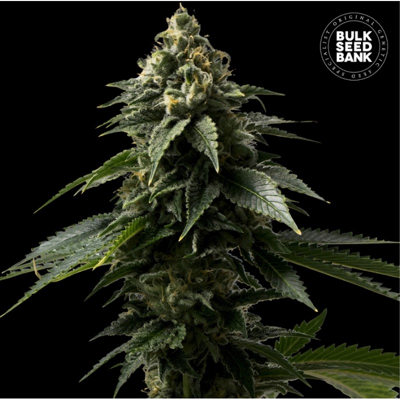 COFFE ROCKET · Bulk Seed Bank · sementes de maconha · Fem