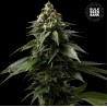 COFFE ROCKET · Bulk Seed Bank · cannabis seeds · Fem