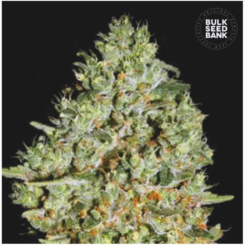 CRITICAL · Bulk Seed Bank · sementes de maconha · Fem
