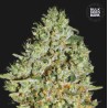 CRITICAL · Bulk Seed Bank · sementes de maconha · Fem