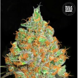 CRITICAL MASS · Bulk Seed Bank · semi di canapa · Fem
