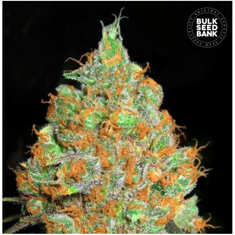 CRITICAL MASS · Bulk Seed Bank · sementes de maconha · Fem