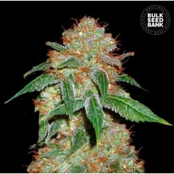DARK DOMINA · Bulk Seed Bank · sementes de maconha · Fem