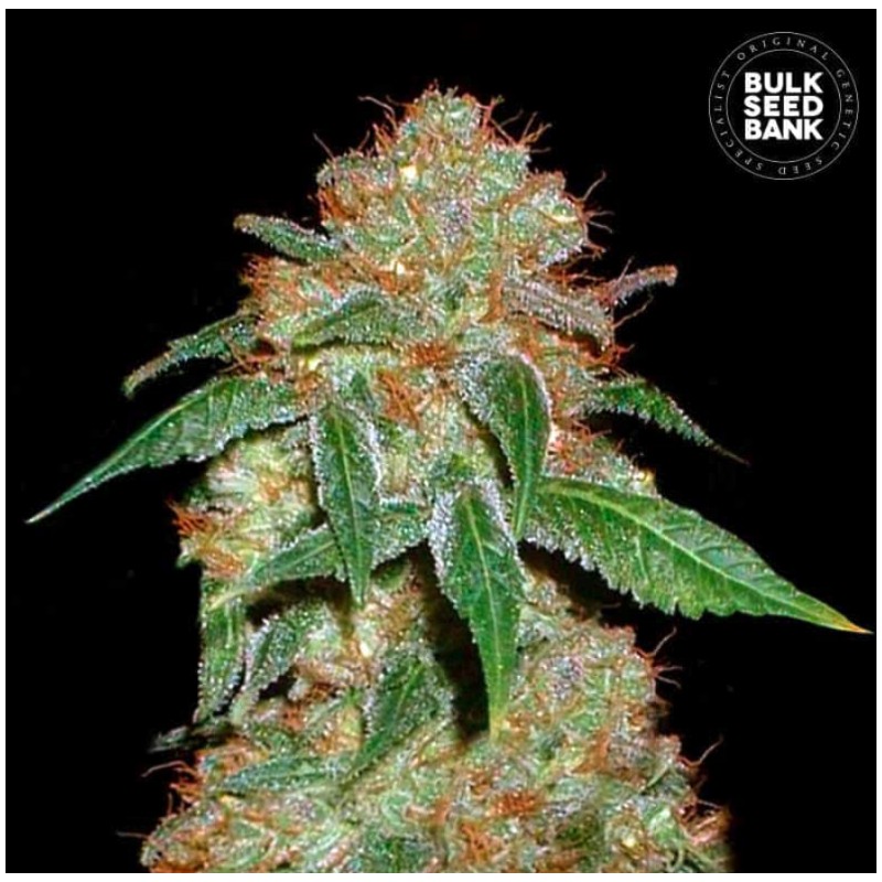 DARK DOMINA · Bulk Seed Bank · kenevir tohum · Fem