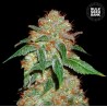 DARK DOMINA · Bulk Seed Bank · sementes de maconha · Fem