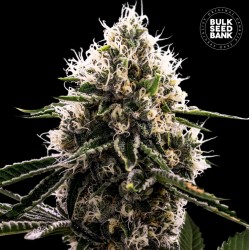 DOSIDOS ROCKETOS · Bulk Seed Bank · cannabis samen · Fem