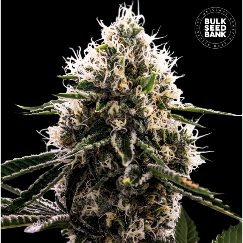 DOSIDOS ROCKETOS · Bulk Seed Bank · cannabis samen · Fem