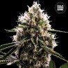 DOSIDOS ROCKETOS · Bulk Seed Bank · cannabis samen · Fem