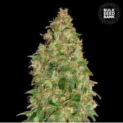 DUBAI POISON · Bulk Seed Bank · semi di canapa · Fem