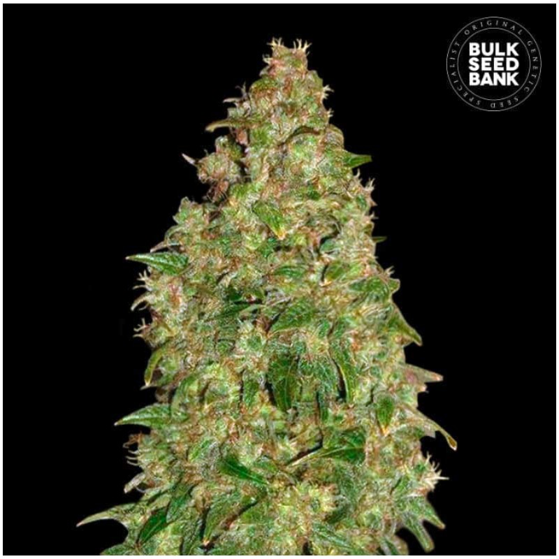 DUBAI POISON · Bulk Seed Bank · semi di canapa · Fem