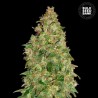 DUBAI POISON · Bulk Seed Bank · cannabis seeds · Fem