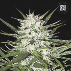 EARLY TOP SKUNK · Bulk Seed Bank · semi di canapa · Fem